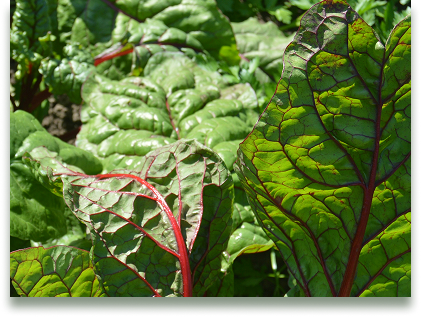 swiss chard
